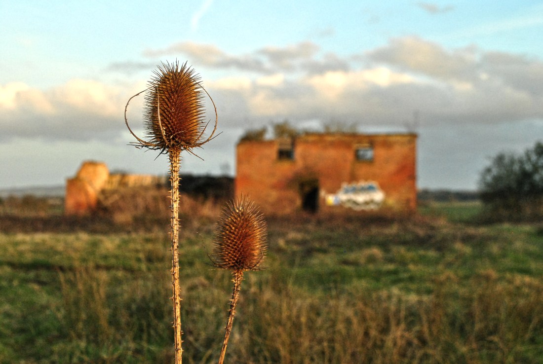 DERELICT THISTLE